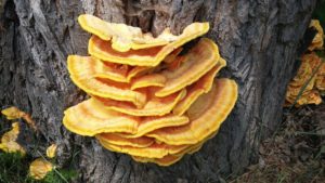 Reishi – houba, která vám prodlouží mládí